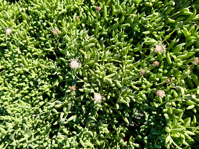 String of Bananas Live Trailing Succulent Plant – 4 Inch or 6 Inch Pot - Image 3