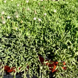 String of Bananas Live Trailing Succulent Plant – 4 Inch or 6 Inch Pot - Image 4