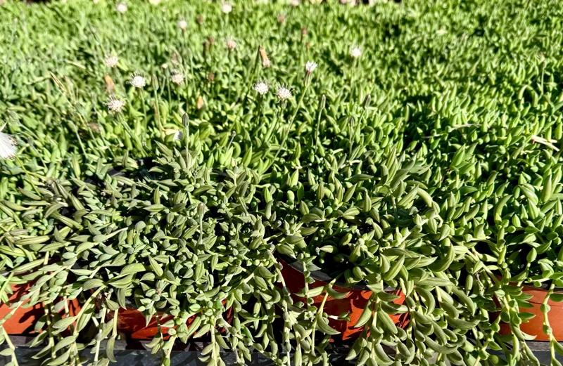 String of Bananas Live Trailing Succulent Plant – 4 Inch or 6 Inch Pot - Image 4