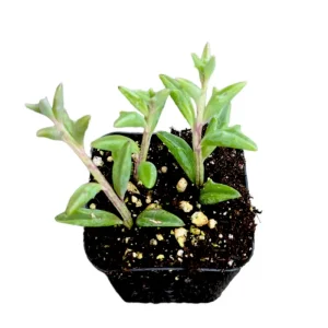 String of Dolphins Succulent Live Plant - 2 Inch Pot - Indoor & Outdoor Decor - Image 4