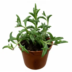 String of Dolphins Succulent Live Plant - 2 Inch Pot - Indoor & Outdoor Decor - Image 5