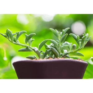 String of Dolphins Succulent Live Plant - 2 Inch Pot - Indoor & Outdoor Decor - Image 6