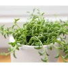 String of Dolphins Succulent Live Plant - 2 Inch Pot - Indoor & Outdoor Decor - Image 1