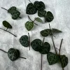 String of Hearts Cuttings - 10 Nodes - Ceropegia Woodii Live Plant - Image 1