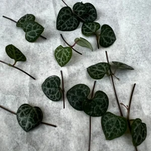 String of Hearts Cuttings - 10 Nodes - Ceropegia Woodii Live Plant - Image 1