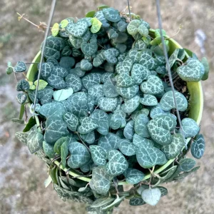 String of Hearts Live Plant – Ceropegia Woodii Trailing Succulent – 4-6 Inch Pot – Indoor Houseplant - Image 2