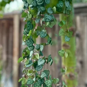 String of Hearts Live Plant – Ceropegia Woodii Trailing Succulent – 4-6 Inch Pot – Indoor Houseplant - Image 1