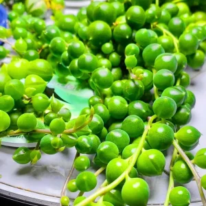 String of Pearls Live Plant – Trailing Succulent – 2 Inch Pot – 2-3 Inch Tall – Indoor Houseplant - Image 2