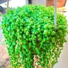 String of Pearls Live Plant – Trailing Succulent – 2 Inch Pot – 2-3 Inch Tall – Indoor Houseplant - Image 1