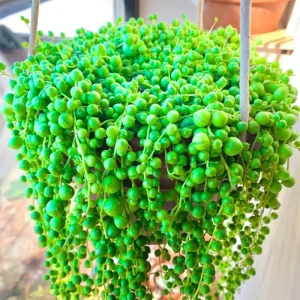 String of Pearls Live Plant – Trailing Succulent – 2 Inch Pot – 2-3 Inch Tall – Indoor Houseplant - Image 1