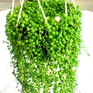 String of Pearls Live Plant – Trailing Succulent – 2 Inch Pot – 2-3 Inch Tall – Indoor Houseplant - Image 3