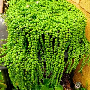 String of Pearls Live Plant – Trailing Succulent – 2 Inch Pot – 2-3 Inch Tall – Indoor Houseplant - Image 4