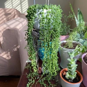 String of Pearls Live Plant – Trailing Succulent – 2 Inch Pot – 2-3 Inch Tall – Indoor Houseplant - Image 6
