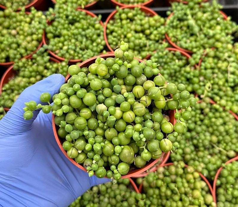 String of Pearls Live Succulent Plant – 4 Inch Trailing Senecio Rowleyanus – Indoor - Image 1