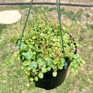 String of Turtles Live Plant – Peperomia Prostrata – 4 Inch Pot – Trailing Houseplant - Image 2