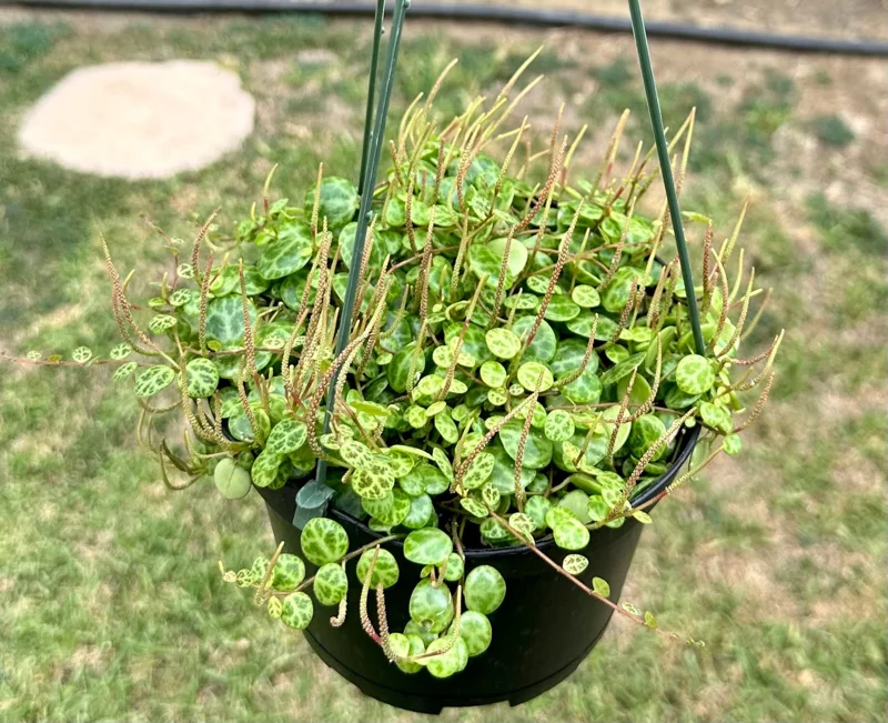 String of Turtles Live Plant – Peperomia Prostrata – 4 Inch Pot – Trailing Houseplant - Image 1