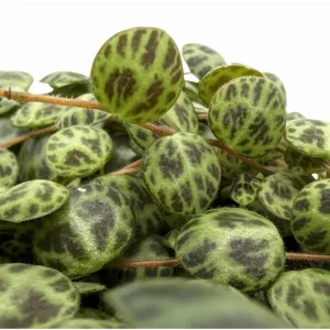 String of Turtles Live Plant - Peperomia Prostrata - Charming Miniature Trailing Plant in 3