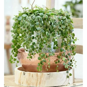 String of Turtles Live Plant - Peperomia Prostrata - Charming Miniature Trailing Plant in 3