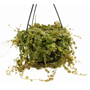 String of Turtles Live Plant - Peperomia Prostrata - Charming Miniature Trailing Plant in 3