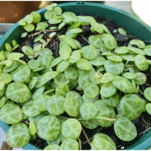 String of Turtles Live Plant - Peperomia Prostrata - Charming Miniature Trailing Plant in 3