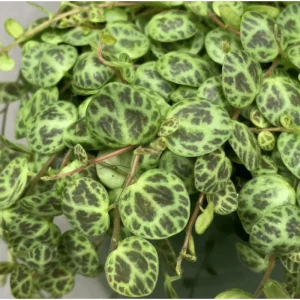 String of Turtles Live Plant - Peperomia Prostrata - Charming Miniature Trailing Plant in 3