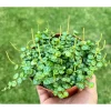 String of Turtles Live Plant - Peperomia Prostrata - Charming Miniature Trailing Plant in 3" Pot - Image 1
