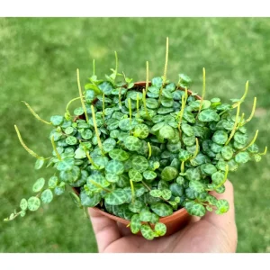 String of Turtles Live Plant - Peperomia Prostrata - Charming Miniature Trailing Plant in 3