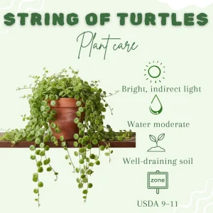 String of Turtles Live Plant – Peperomia Prostrata Succulent – Indoor Houseplant – 4-7 inches - Image 2