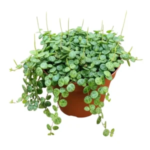 String of Turtles Live Plant – Peperomia Prostrata Succulent – Indoor Houseplant – 4-7 inches - Image 4