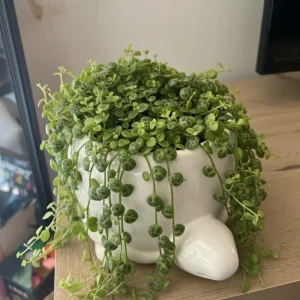 String of Turtles Live Plant – Peperomia Prostrata Succulent – Indoor Houseplant – 4-7 inches - Image 5