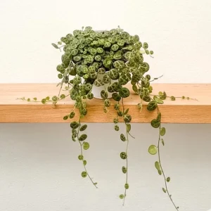 String of Turtles Live Plant – Peperomia Prostrata Succulent – Indoor Houseplant – 4-7 inches - Image 8