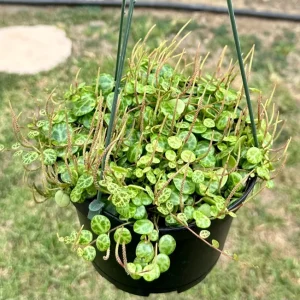 String of Turtles Peperomia Prostrata Live Plant 6 Inch | Rare Trailing Houseplant - Image 1