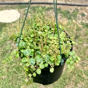 String of Turtles Peperomia Prostrata Live Plant 6 Inch | Rare Trailing Houseplant - Image 2