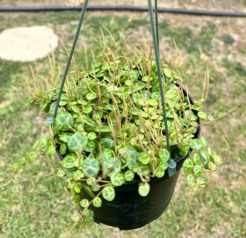 String of Turtles Peperomia Prostrata Live Plant 6 Inch | Rare Trailing Houseplant - Image 2
