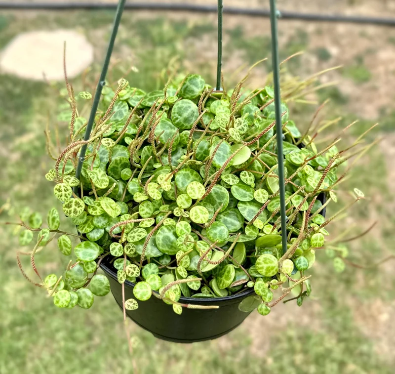 String of Turtles Peperomia Prostrata Live Plant 6 Inch | Rare Trailing Houseplant - Image 3