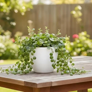 String of Turtles Plant Live - Peperomia Prostrata Succulent, 4-7 inch - Image 3