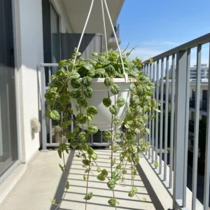 String of Turtles Plant Live - Peperomia Prostrata Succulent, 4-7 inch - Image 6