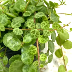 String of Turtles Plant Live - Peperomia Prostrata Succulent, 4-7 inch - Image 7