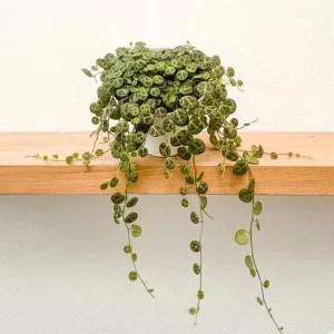 String of Turtles Plant Live - Peperomia Prostrata Succulent, 4-7 inch - Image 8