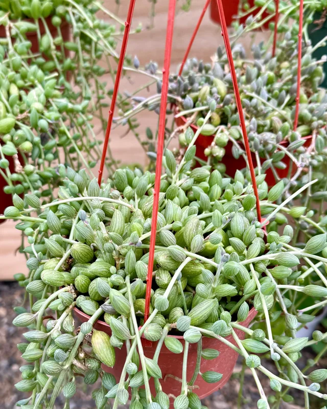 String of Watermelon Live Plant – 6 Inch Hanging Succulent – Trailing Houseplant - Image 2
