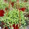 String of Watermelon Live Plant – 6 Inch Hanging Succulent – Trailing Houseplant - Image 1