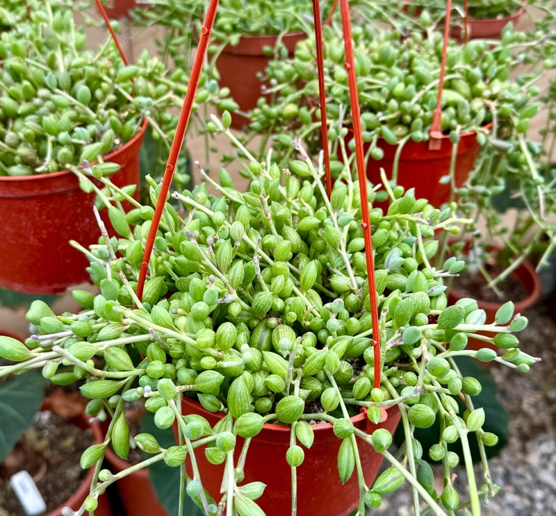 String of Watermelon Live Plant – 6 Inch Hanging Succulent – Trailing Houseplant - Image 1