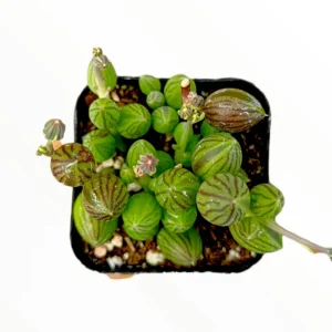 String of Watermelons Senecio Herreanus Succulent Live Plant 2 Inch Pot - Indoor Outdoor Decor - Image 2