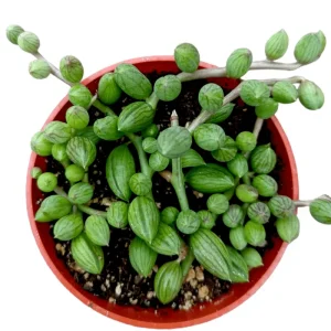 String of Watermelons Senecio Herreanus Succulent Live Plant 2 Inch Pot - Indoor Outdoor Decor - Image 4