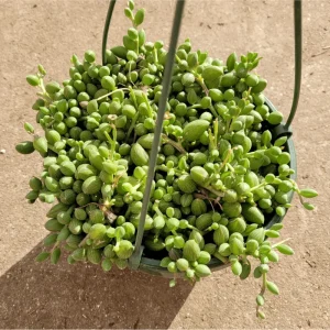 String of Watermelons Senecio Herreanus Succulent Live Plant 2 Inch Pot - Indoor Outdoor Decor - Image 5