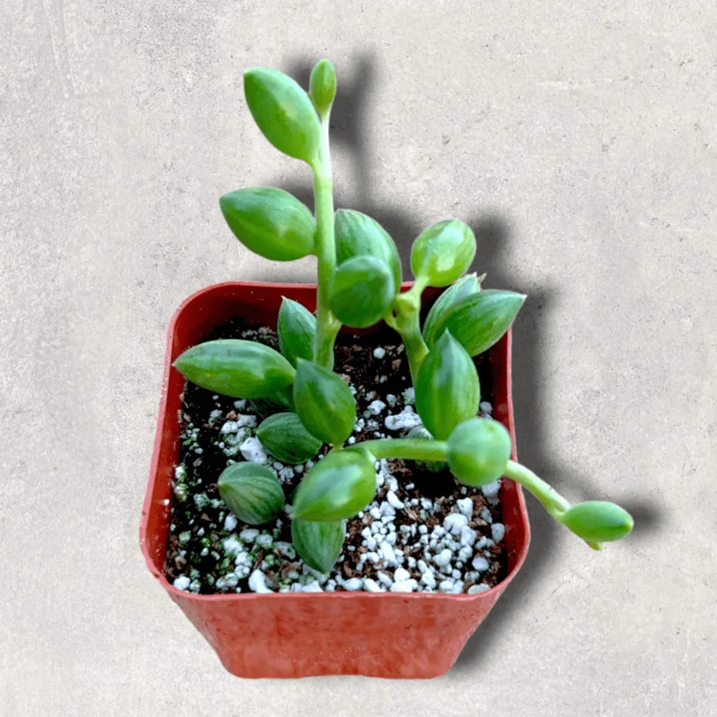 String of Watermelons Senecio Herreanus Succulent Live Plant 2 Inch Pot - Indoor Outdoor Decor - Image 6