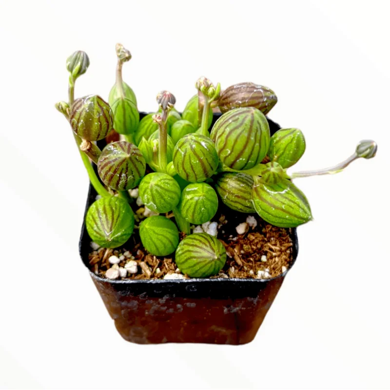 String of Watermelons Senecio Herreanus Succulent Live Plant 2 Inch Pot - Indoor Outdoor Decor - Image 1