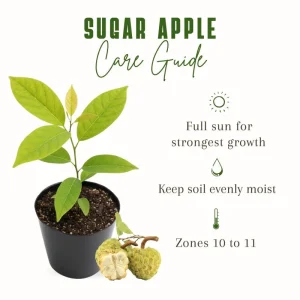 Sugar Apple Tree Live Plant – Tropical Fruit – 4-7 Inches Tall – Potted - Image 2
