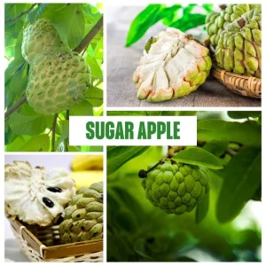 Sugar Apple Tree Live Plant – Tropical Fruit – 4-7 Inches Tall – Potted - Image 3