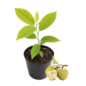 Sugar Apple Tree Live Plant – Tropical Fruit – 4-7 Inches Tall – Potted - Image 1